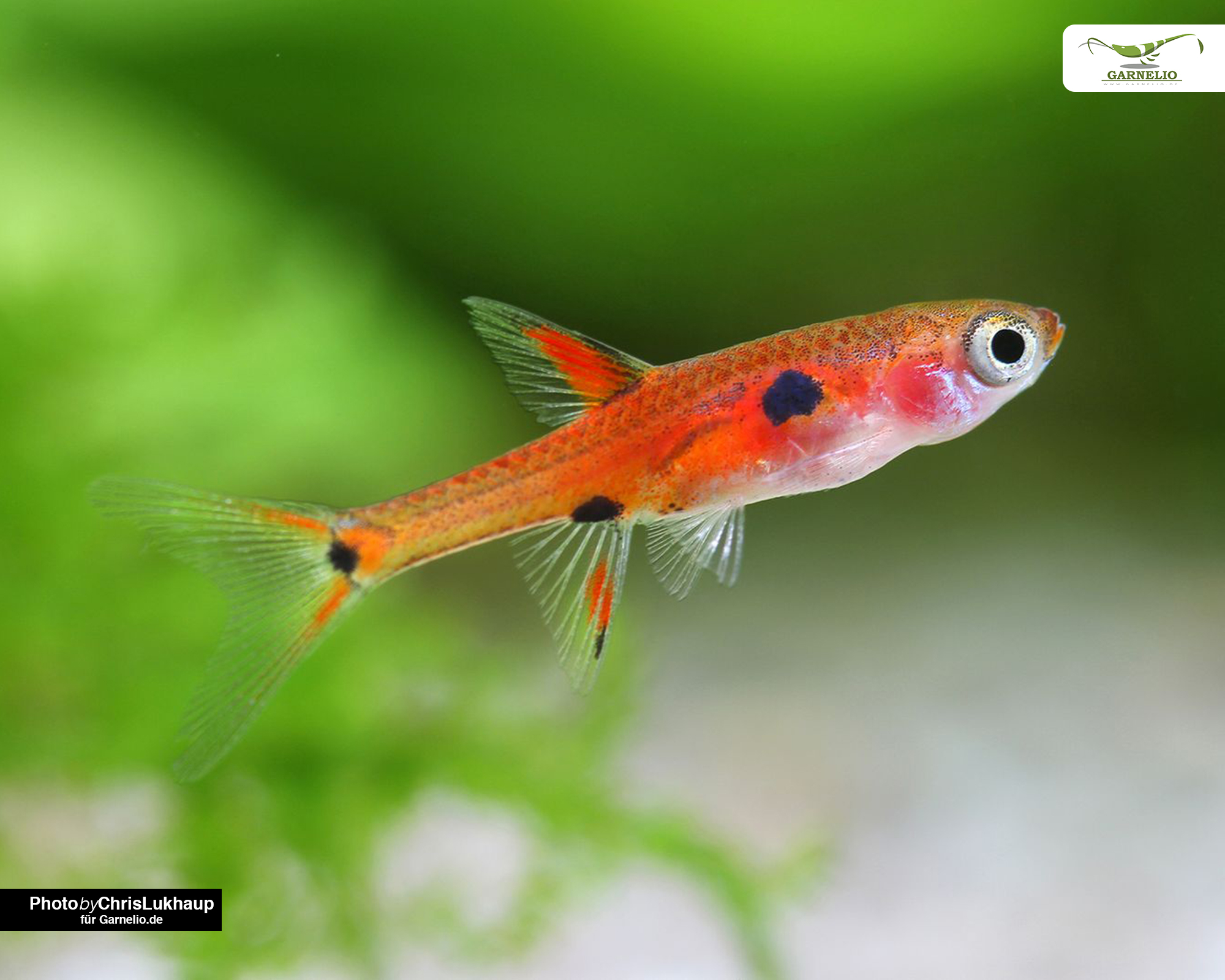 How to Stock a Planted Nano or Medium Aquarium Without Overcrowding